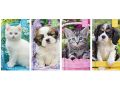 24 x 2024 Week To View Slim Diary -Photographic Kitten & Puppy Diary Part No.0344/FSC